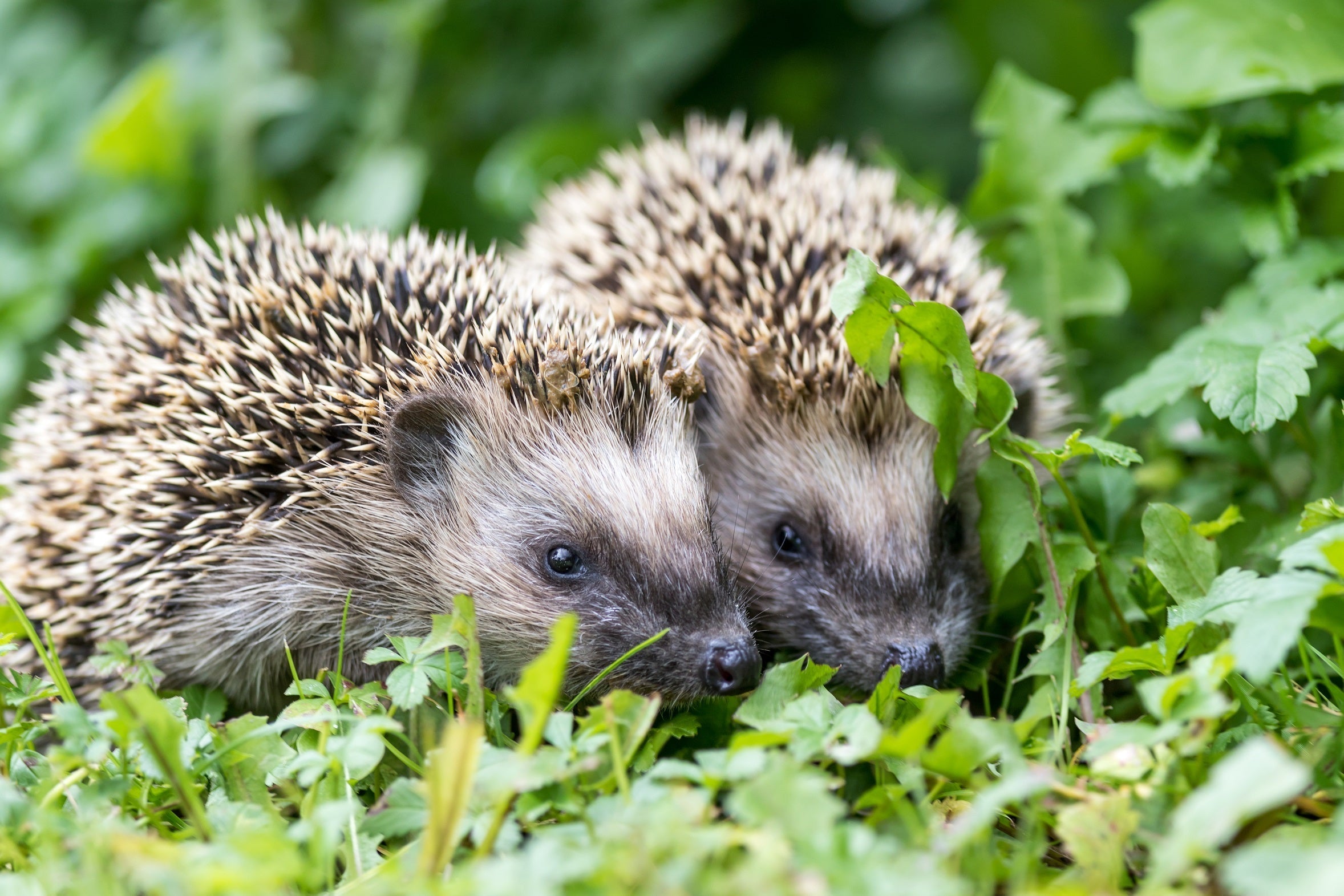 Erlebnisbuch Igel