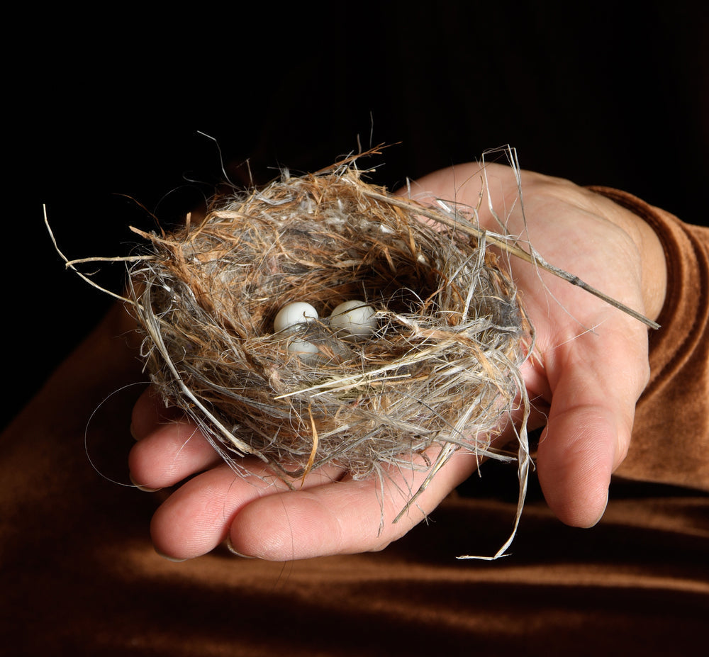 Vogelnest in Hand