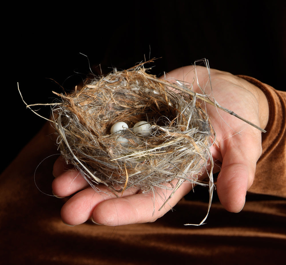 Vogelnest in Hand