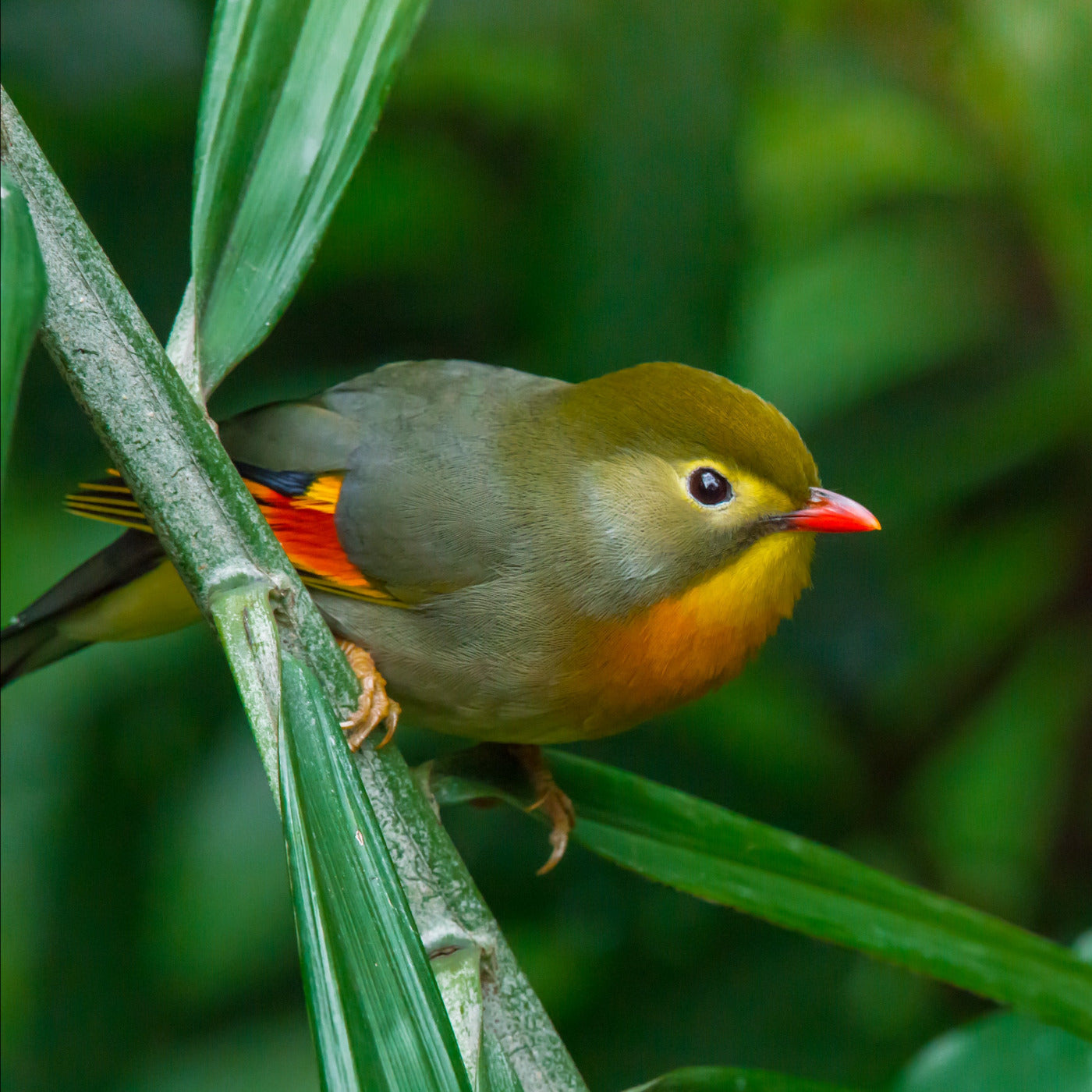 Sonnenvogel
