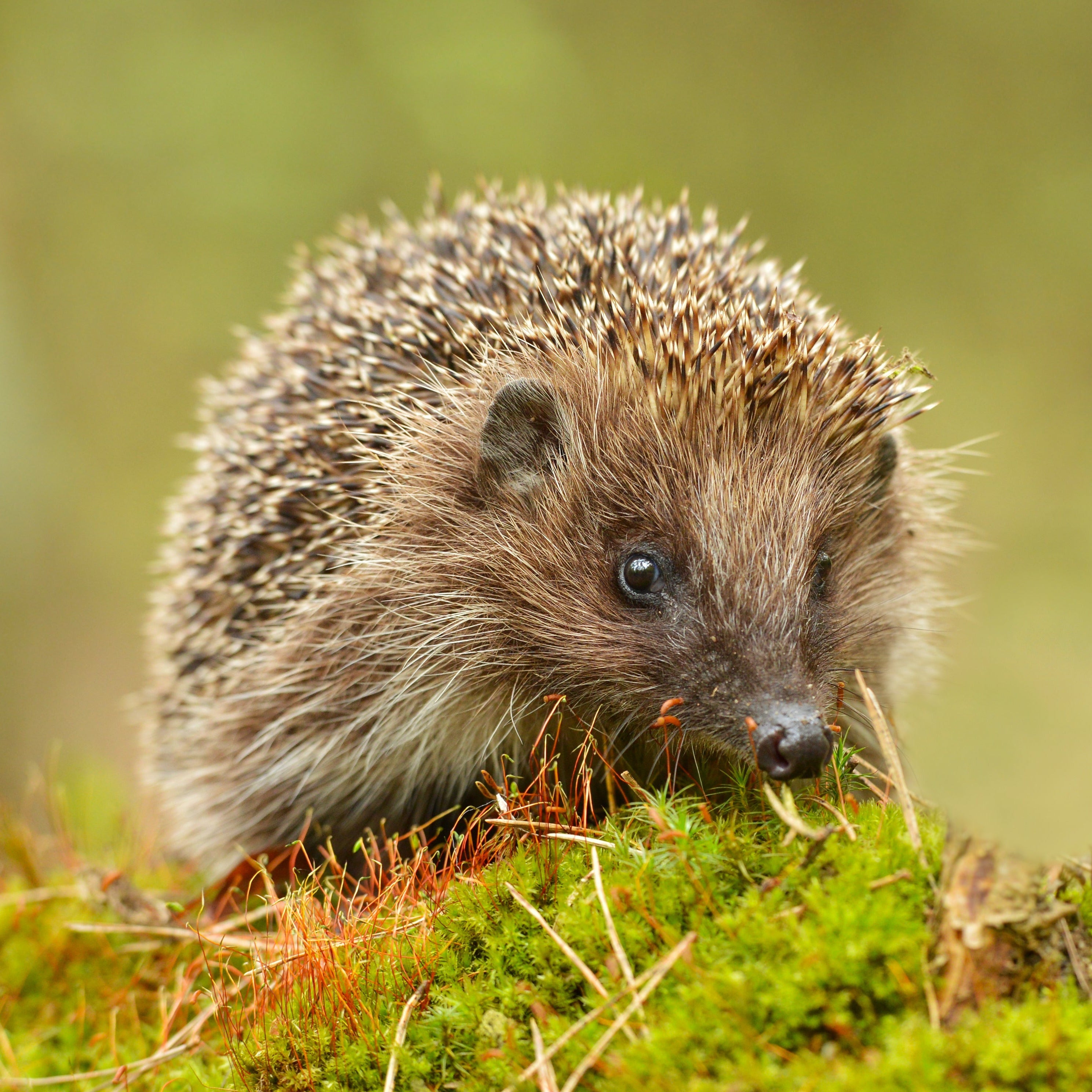 Igel mit Nuss