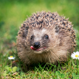 Igel-Fit