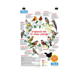 Plakat Wildvögel