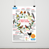 Plakat Wildvögel