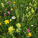 Blumenwiese Wildvogel-Buffet